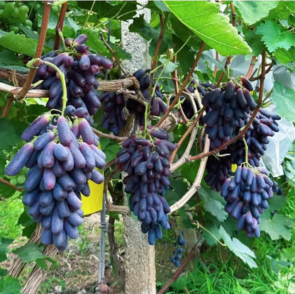 Sweet Sapphire Grapes Seed