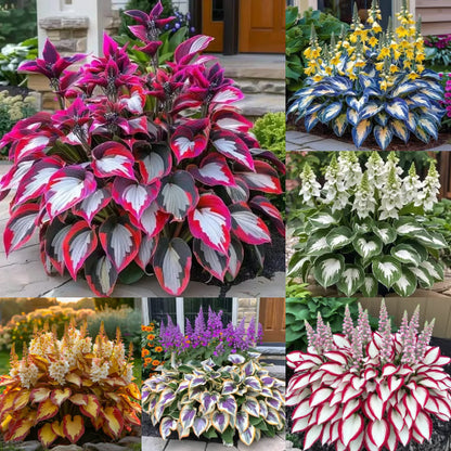 Premium Rare Hosta Seeds Shade-Tolerant Plant ( Mix Colors )