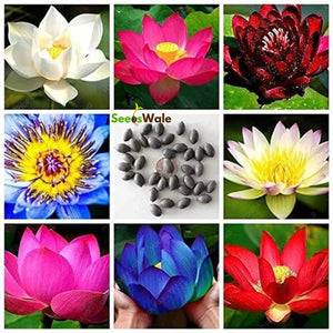 All Season Lotus Flower Hybrid Japanese Lotus Flower Seeds | 40 Seeds/Pack | 95% Germination Rate