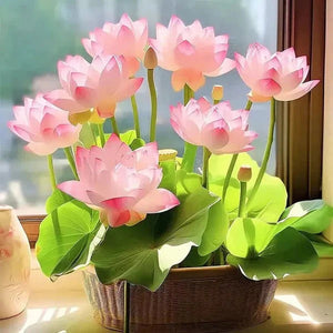 All Season Lotus Flower Hybrid Japanese Lotus Flower Seeds | 40 Seeds/Pack | 95% Germination Rate