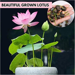 All Season Lotus Flower Hybrid Japanese Lotus Flower Seeds | 40 Seeds/Pack | 95% Germination Rate