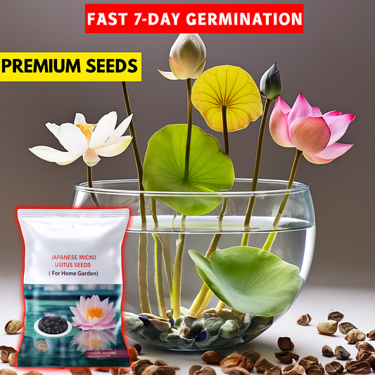 All Season Lotus Flower Hybrid Japanese Lotus Flower Seeds | 40 Seeds/Pack | 95% Germination Rate