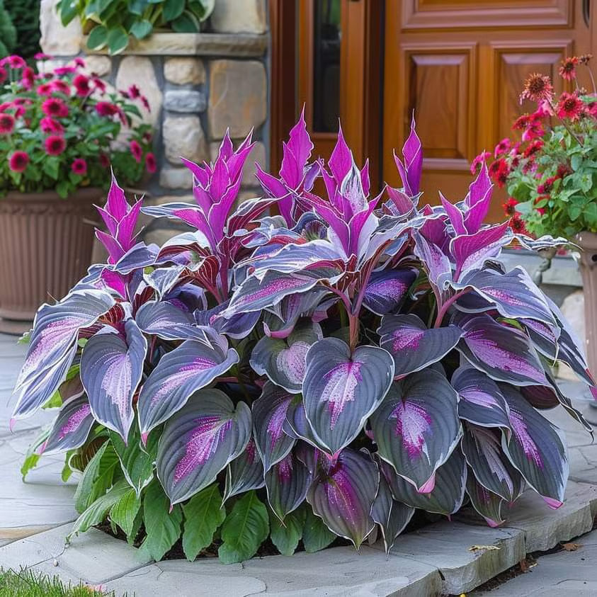 Premium Rare Hosta Seeds Shade-Tolerant Plant ( Mix Colors )