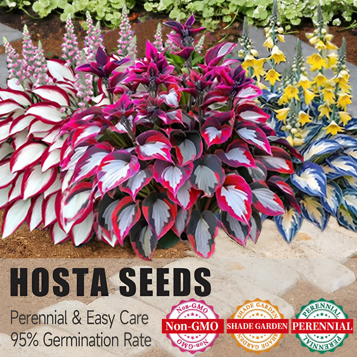 Premium Rare Hosta Seeds Shade-Tolerant Plant ( Mix Colors )