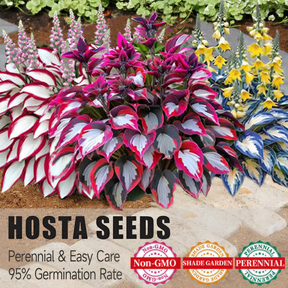 Premium Rare Hosta Seeds Shade-Tolerant Plant ( Mix Colors )