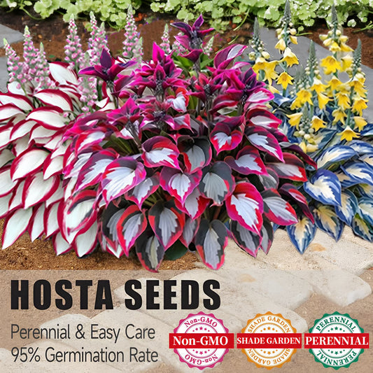 Premium Rare Hosta Seeds Shade-Tolerant Plant ( Mix Colors )