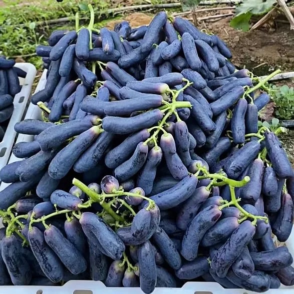 Sweet Sapphire Grapes Seed