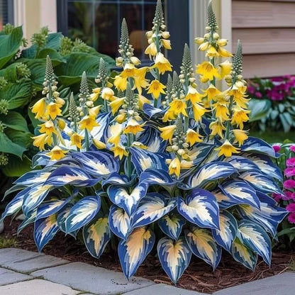 Premium Rare Hosta Seeds Shade-Tolerant Plant ( Mix Colors )